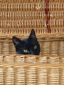 cat-408326_1280